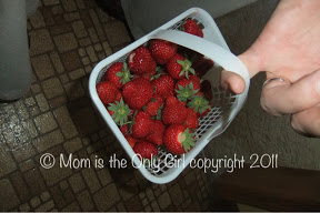 Strawberry Season is Over (or what a great neighbor)