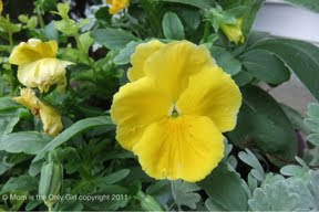 Wordless Wednesday