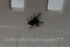 Spider